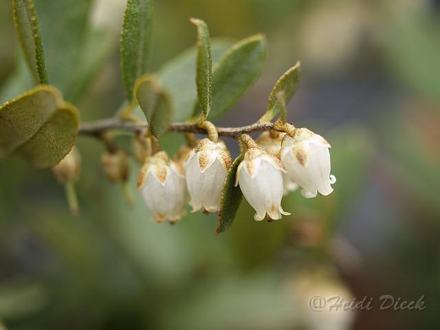 Chamaedaphne cup Nana2.JPG - Chamaedaphne calyculata 'Nana/ Torfgränke / Herrenkamper Gärten